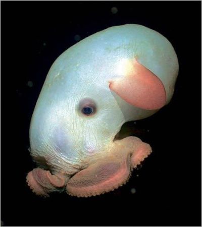 TOP 10. The Most Popular Posts of 2009 in Category ANIMALS