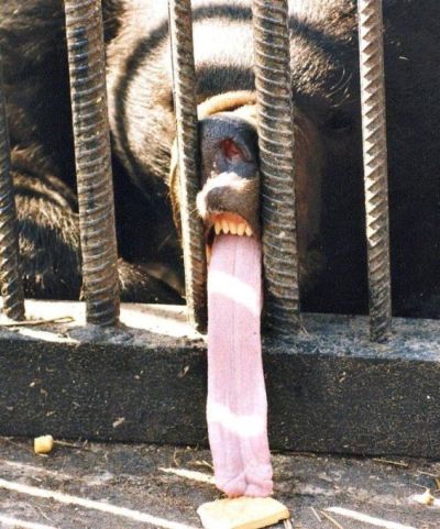TOP 10. The Most Popular Posts of 2009 in Category ANIMALS