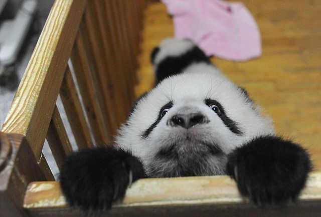 Unsuccessful Escape (8 pics)