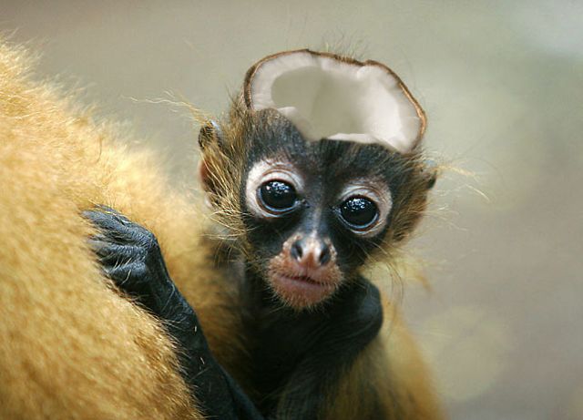 Funny Photoshopped Pictures (20 pics)