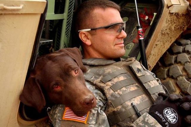 Dogs in Army (21 pics)