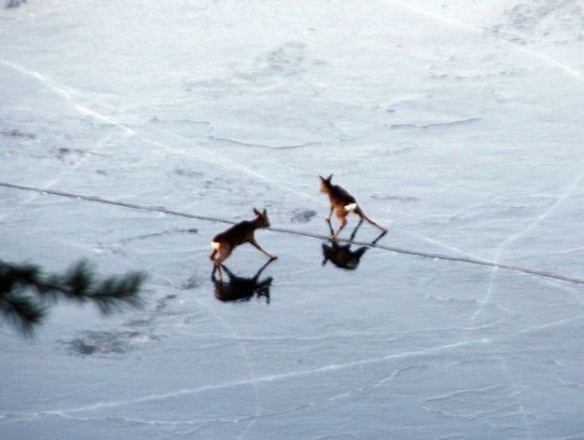 Rescuing 2 Deer Stuck on a Frozen Lake (10 pics)