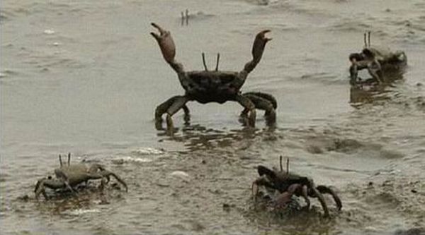 These funny animals (31 pics)