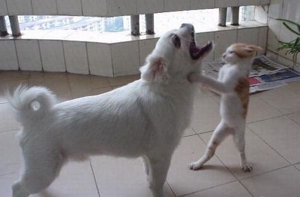 These funny animals (31 pics)