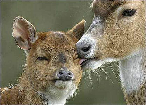 These funny animals (31 pics)