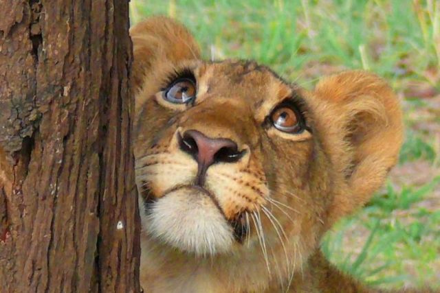 These funny animals (31 pics)