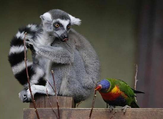 These funny animals (31 pics)
