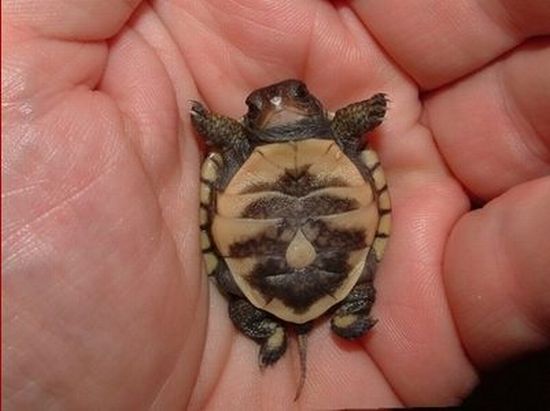 These funny animals (31 pics)