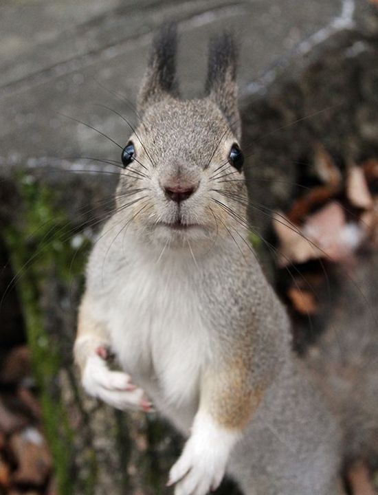 These funny animals (31 pics)