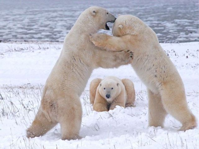 These funny animals (31 pics)