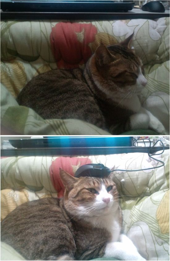 These funny animals (31 pics)