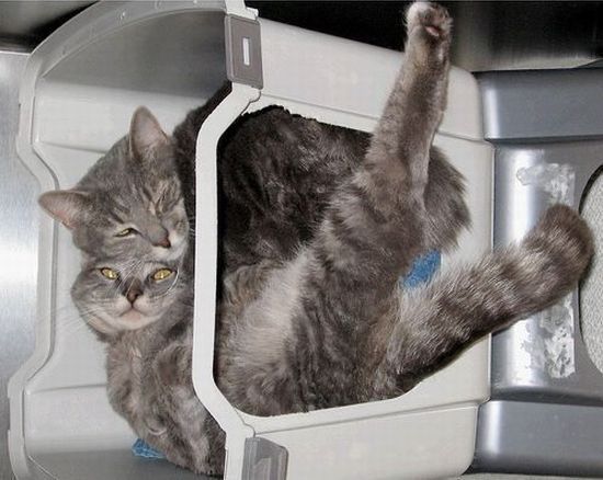 These funny animals (31 pics)