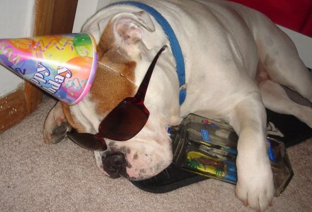 These funny animals (31 pics)