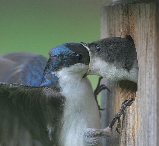 These funny animals (31 pics)