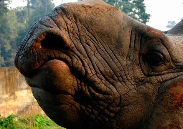 These funny animals (31 pics)