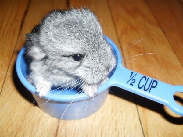 These funny animals (31 pics)
