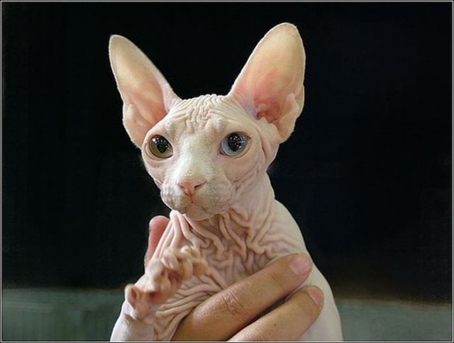 Hairless Cats (20 pics)