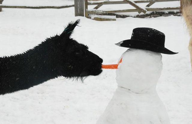 These funny animals (35 pics)