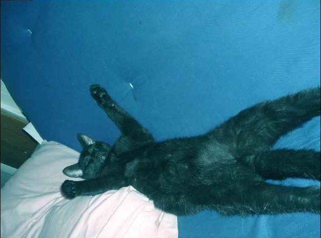 The Laziest Cat Ever (4 pics)