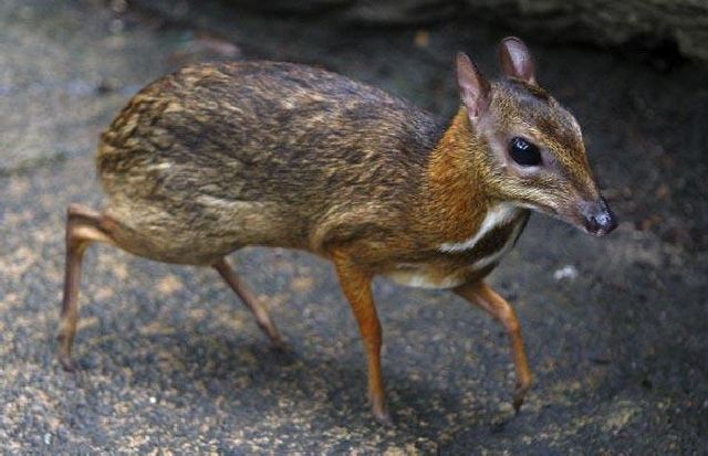 Very Cute Mouse Deer (23 pics)