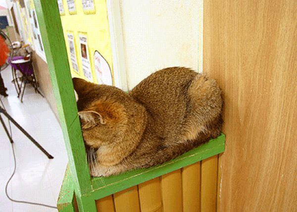 Don’t Shake the Cats! (22 gifs)