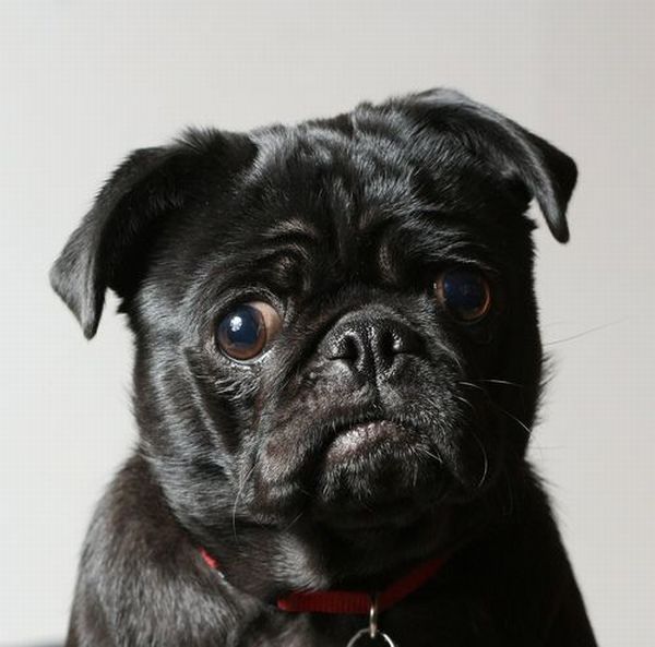 These funny animals (40 pics)
