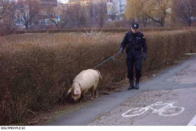 Cops’ Fails (70 pics)