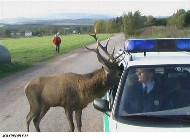 Cops’ Fails (70 pics)