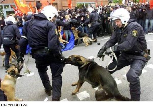 Cops’ Fails (70 pics)