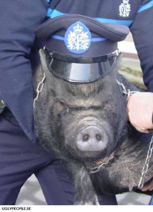 Cops’ Fails (70 pics)