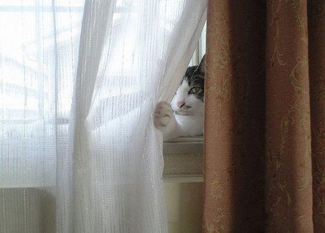These funny animals (39 pics)