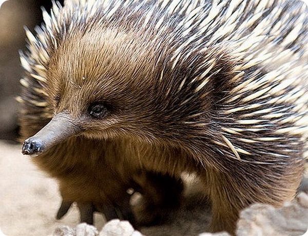 Strangest and Rarest Animals (60 pics)