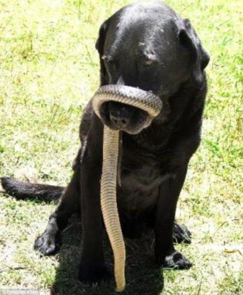These funny animals (31 pics)
