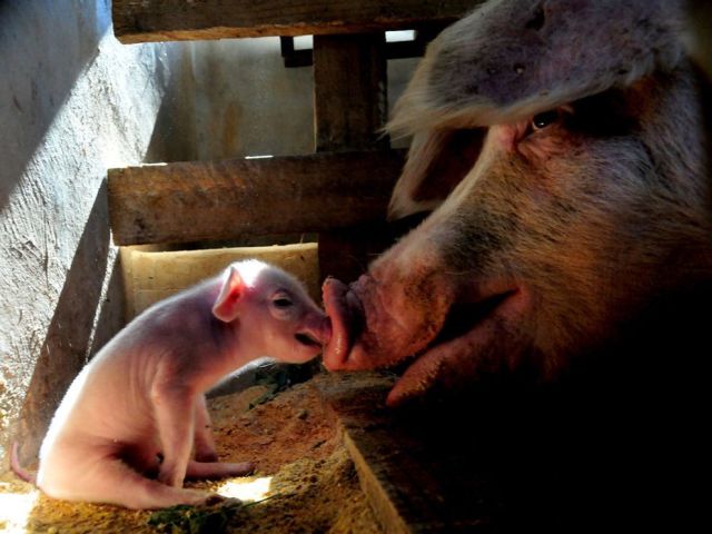 These funny animals (31 pics)
