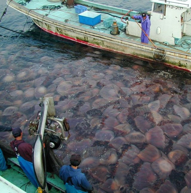 Japan Is Attacked by 200 Kilogram Jellyfish (6 pics)