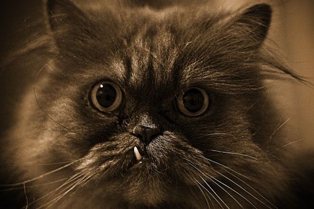 These funny animals (42 pics)