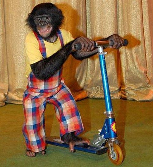 These funny animals (42 pics)