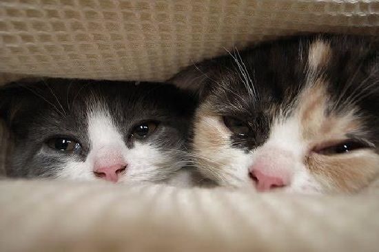 Brother and Sister (17 pics)