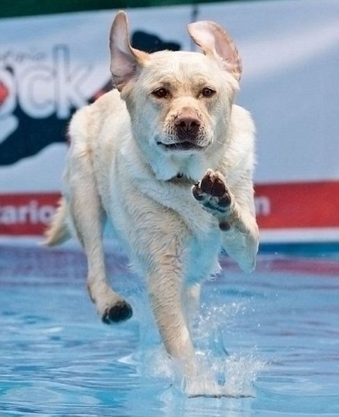 These funny animals (33 pics)
