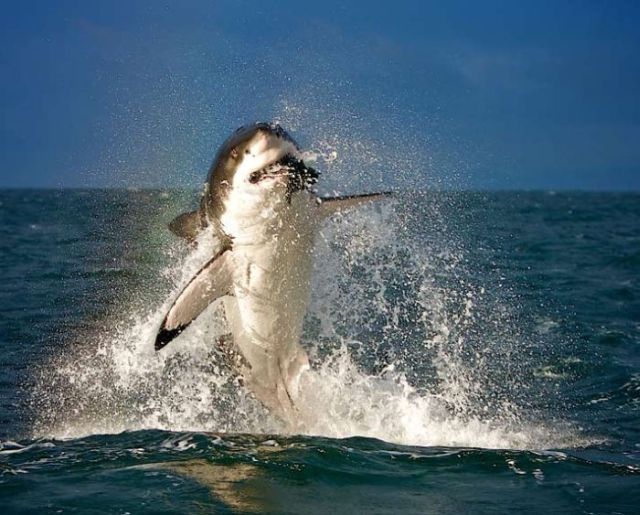 Let’s Get Ready to Rumble (20 pics)