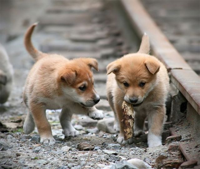 These funny animals (36 pics)