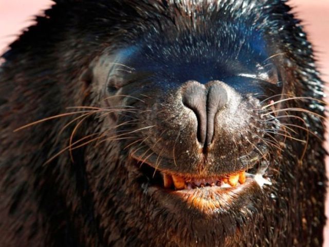 These funny animals (40 pics)