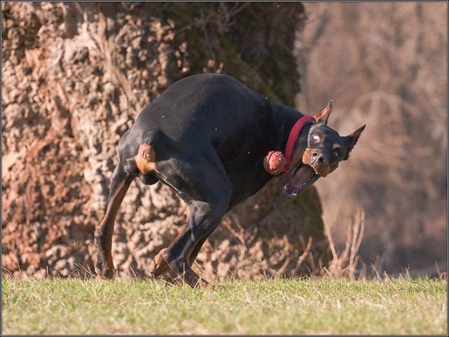 These funny animals (40 pics)