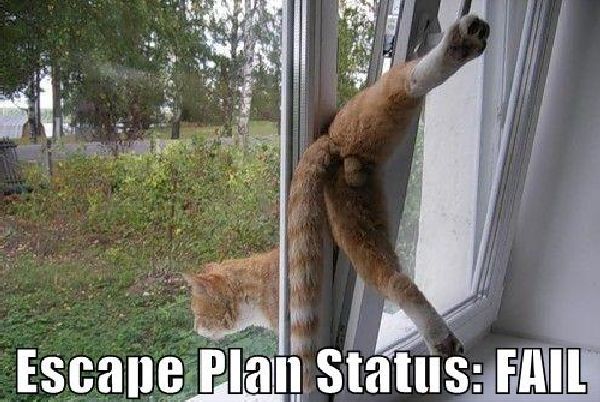 The Cat’s Meow..Ouch (24 pics)
