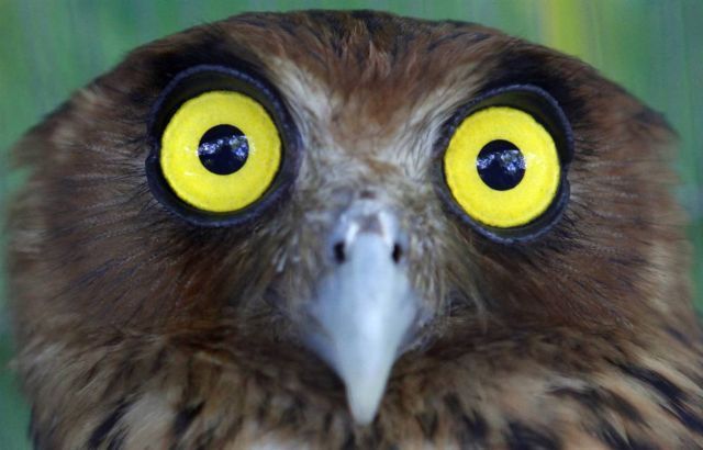 Best Animal Pictures for 2009 According to MSNBC (62 pics)