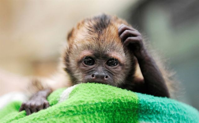 Best Animal Pictures for 2009 According to MSNBC (62 pics)
