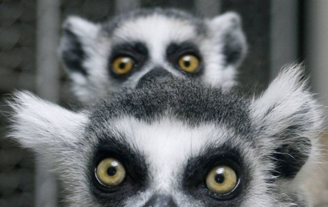 Best Animal Pictures for 2009 According to MSNBC (62 pics)