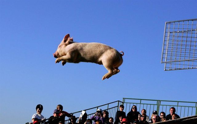 Best Animal Pictures for 2009 According to MSNBC (62 pics)