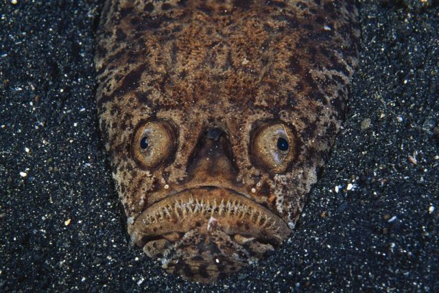 Best Animal Pictures for 2009 According to MSNBC (62 pics)