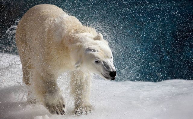 Best Animal Pictures for 2009 According to MSNBC (62 pics)